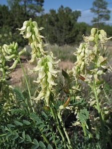 Astragalus praelongus v. ellisiae